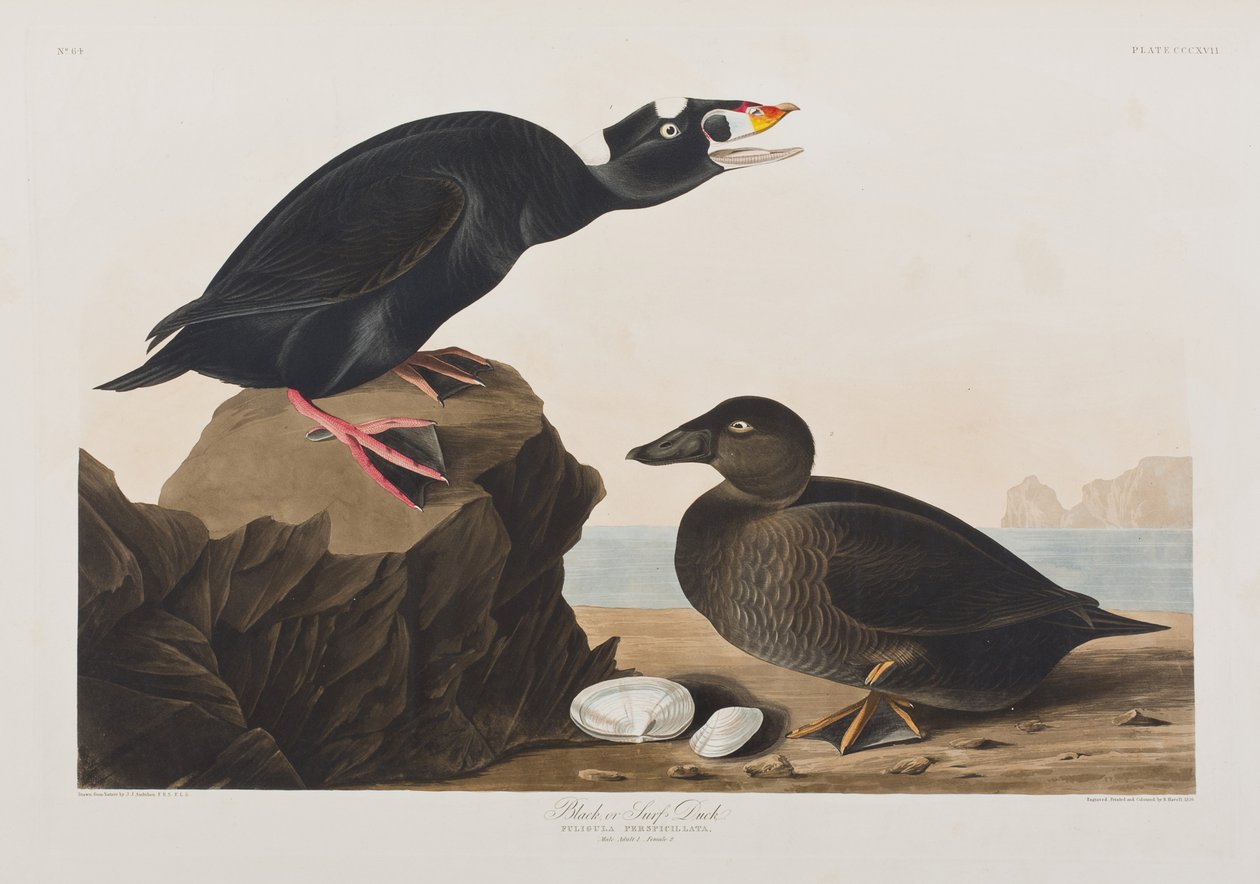 Kuvitus elokuvasta "Birds of America" tekijältä John James Audubon