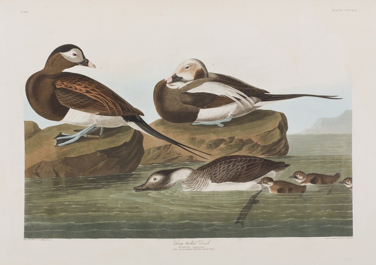 Kuvitus elokuvasta "Birds of America" tekijältä John James Audubon