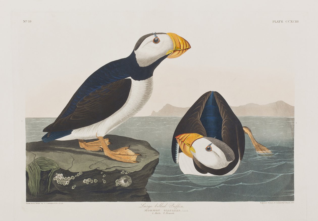 Kuvitus elokuvasta "Birds of America" tekijältä John James Audubon