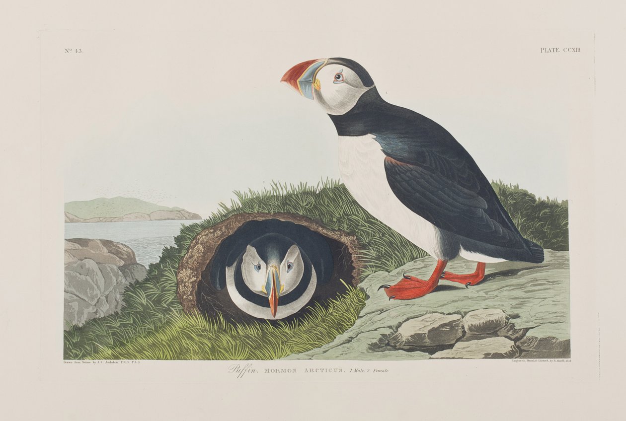 Kuvitus elokuvasta "Birds of America" tekijältä John James Audubon