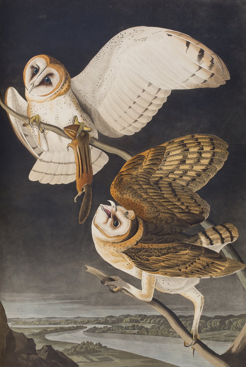 Kuvitus elokuvasta "Birds of America" tekijältä John James Audubon