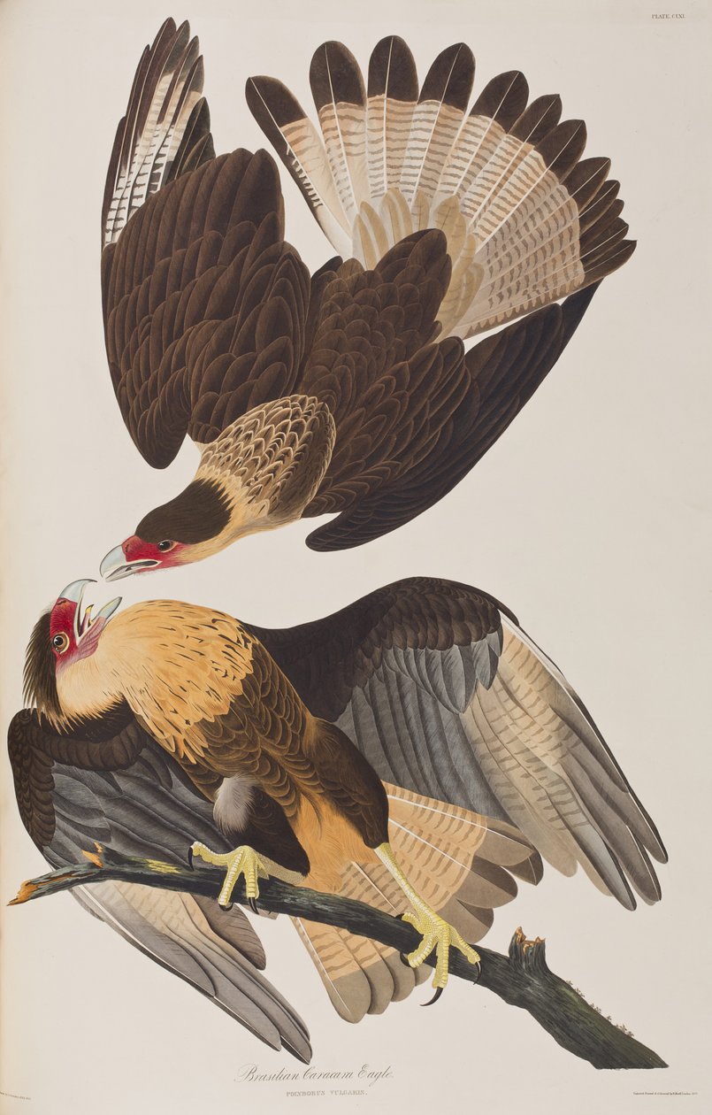Kuvitus elokuvasta "Birds of America" tekijältä John James Audubon