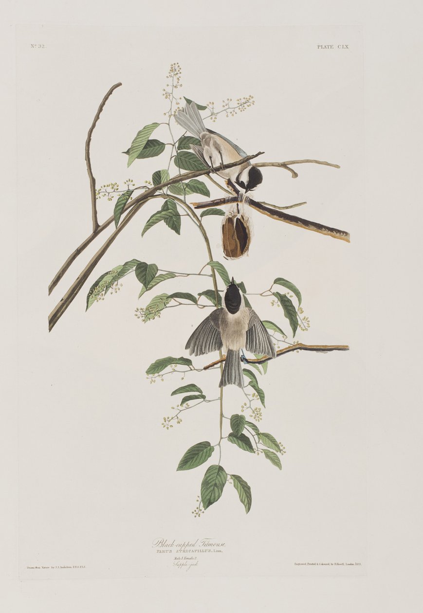 Kuvitus elokuvasta "Birds of America" tekijältä John James Audubon