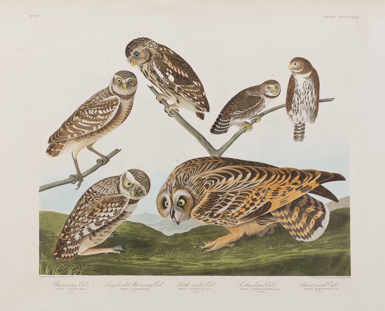 Kuvitus elokuvasta "Birds of America" tekijältä John James Audubon