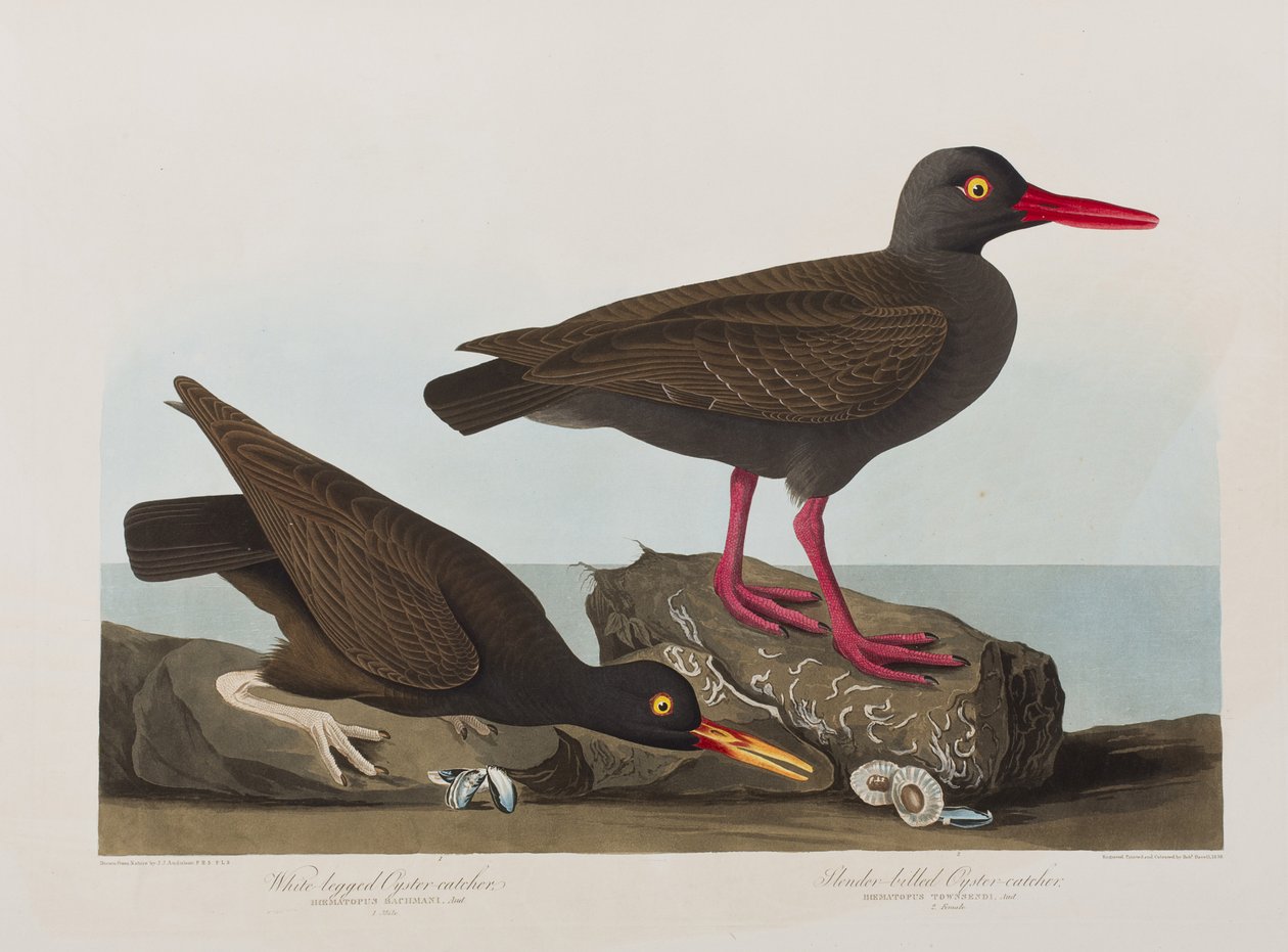 Kuvitus elokuvasta "Birds of America" tekijältä John James Audubon