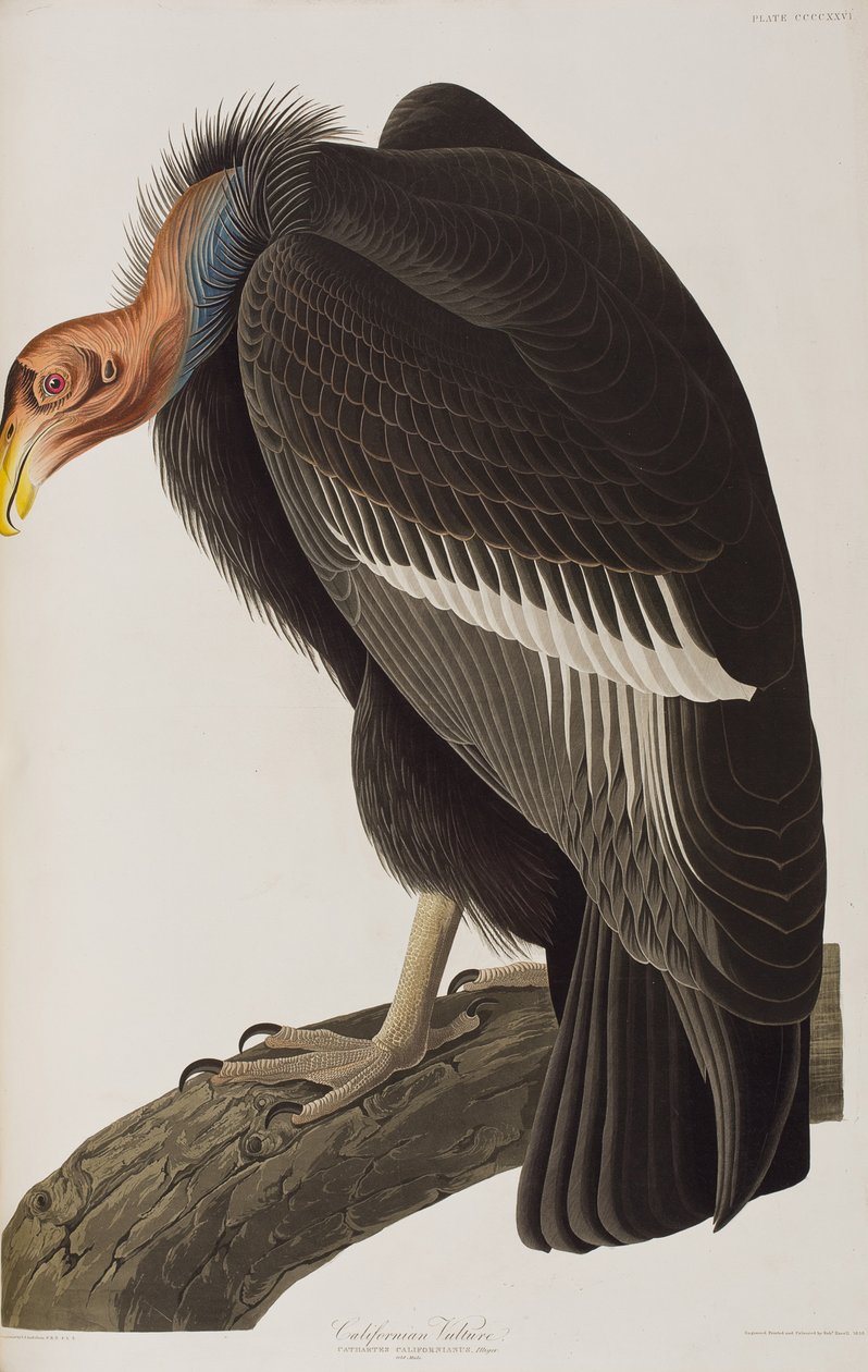 Kuvitus elokuvasta "Birds of America" tekijältä John James Audubon