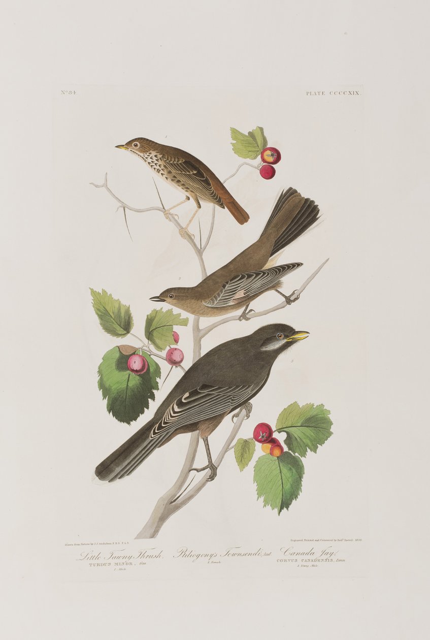 Kuvitus elokuvasta "Birds of America" tekijältä John James Audubon