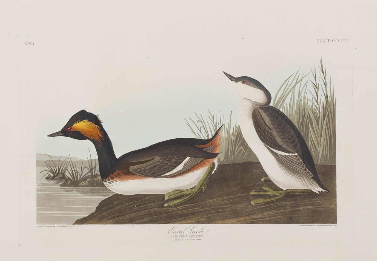 Kuvitus elokuvasta "Birds of America" tekijältä John James Audubon