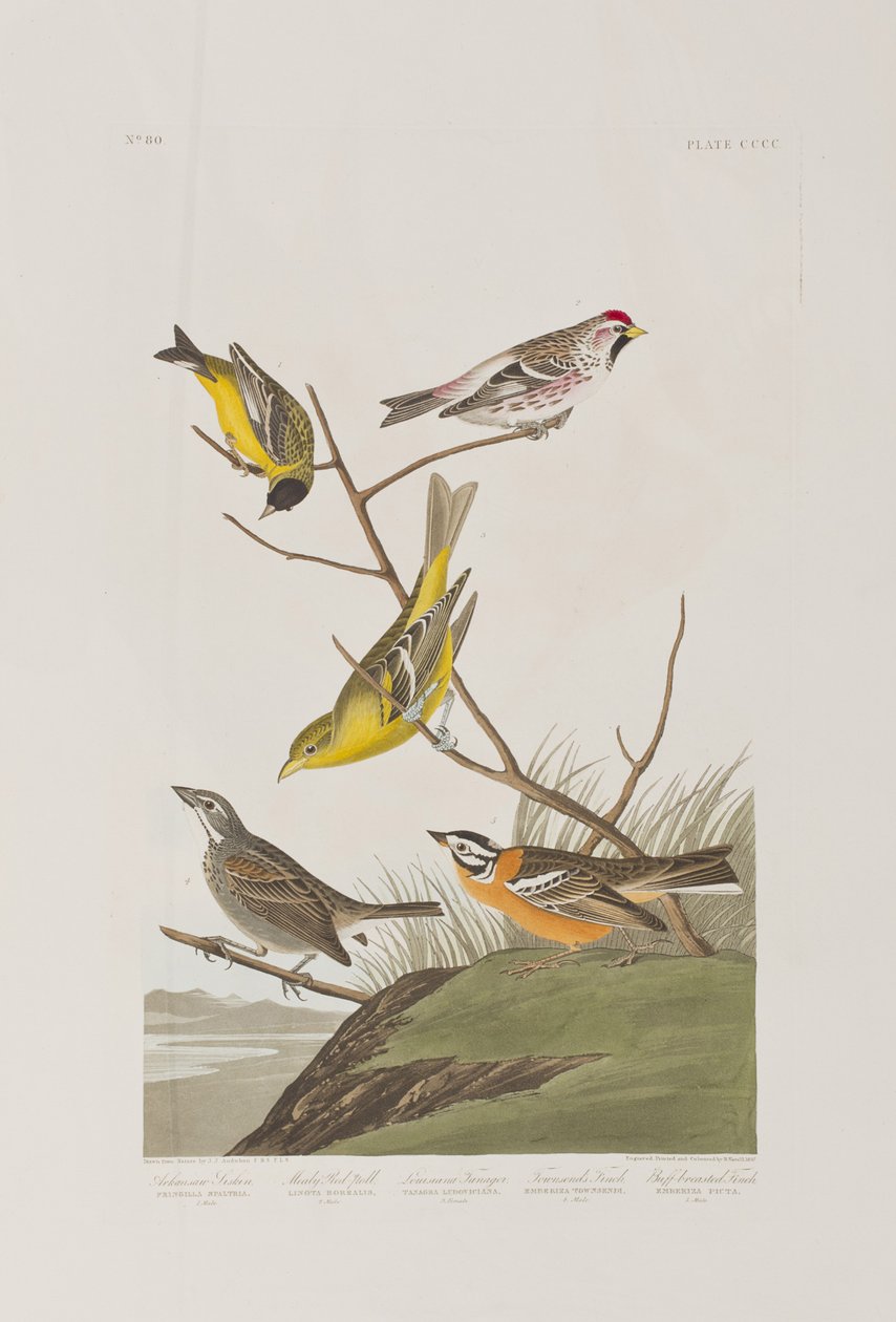 Kuvitus elokuvasta "Birds of America" tekijältä John James Audubon
