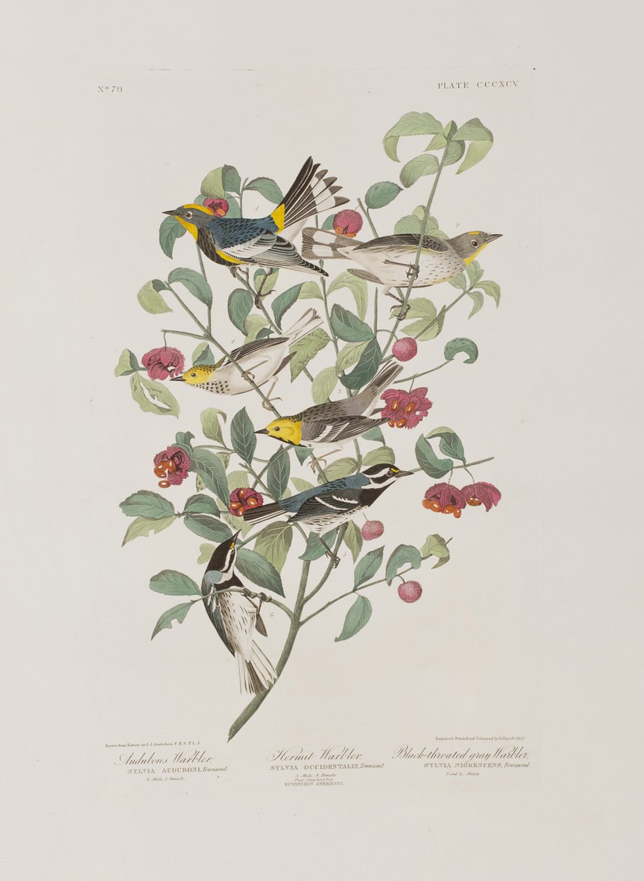 Kuvitus elokuvasta "Birds of America" tekijältä John James Audubon