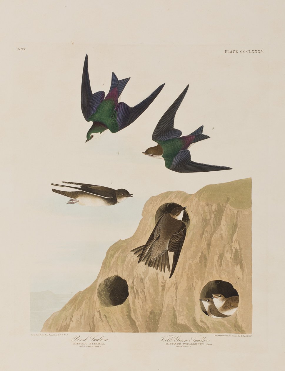 Kuvitus elokuvasta "Birds of America" tekijältä John James Audubon
