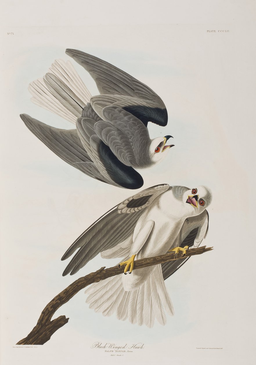 Kuvitus elokuvasta "Birds of America" tekijältä John James Audubon