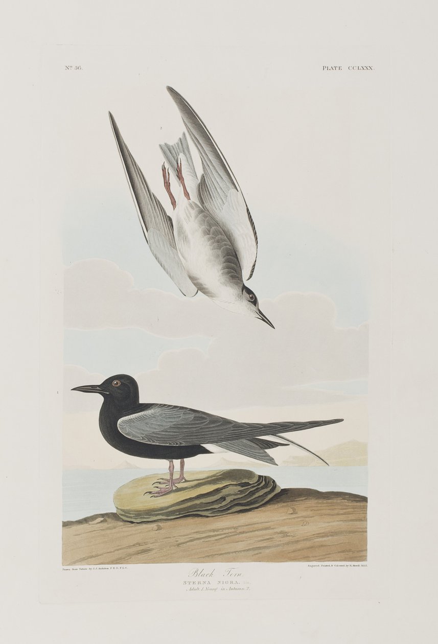 Kuvitus elokuvasta "Birds of America" tekijältä John James Audubon