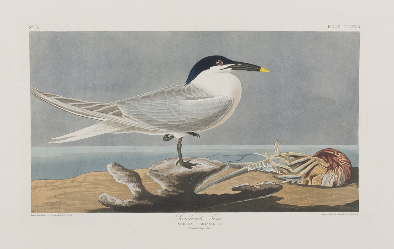 Kuvitus elokuvasta "Birds of America" tekijältä John James Audubon