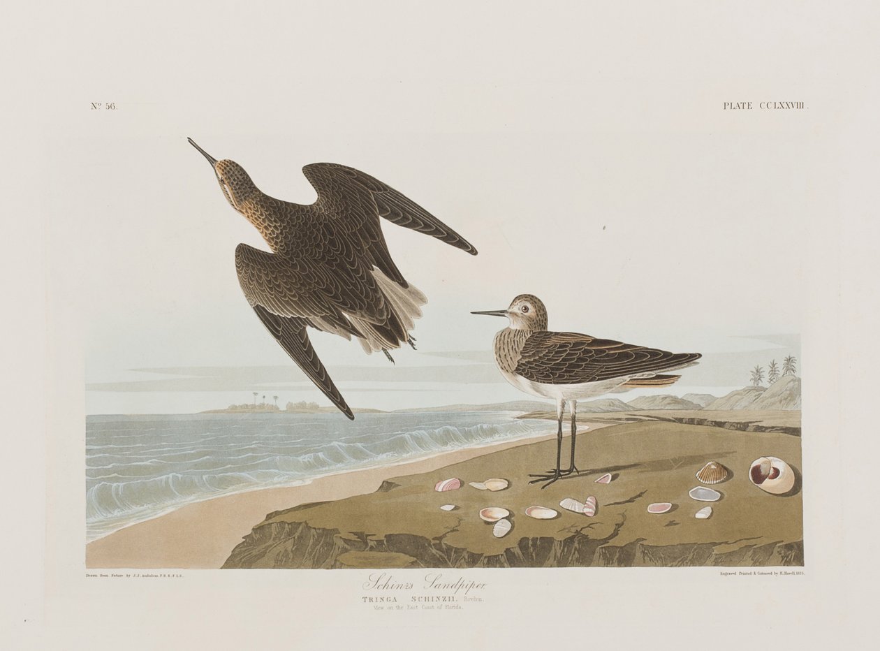 Kuvitus elokuvasta "Birds of America" tekijältä John James Audubon