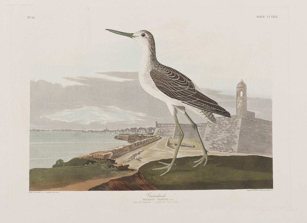 Kuvitus elokuvasta "Birds of America" tekijältä John James Audubon