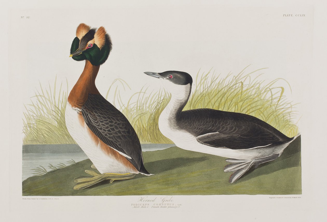 Kuvitus elokuvasta "Birds of America" tekijältä John James Audubon