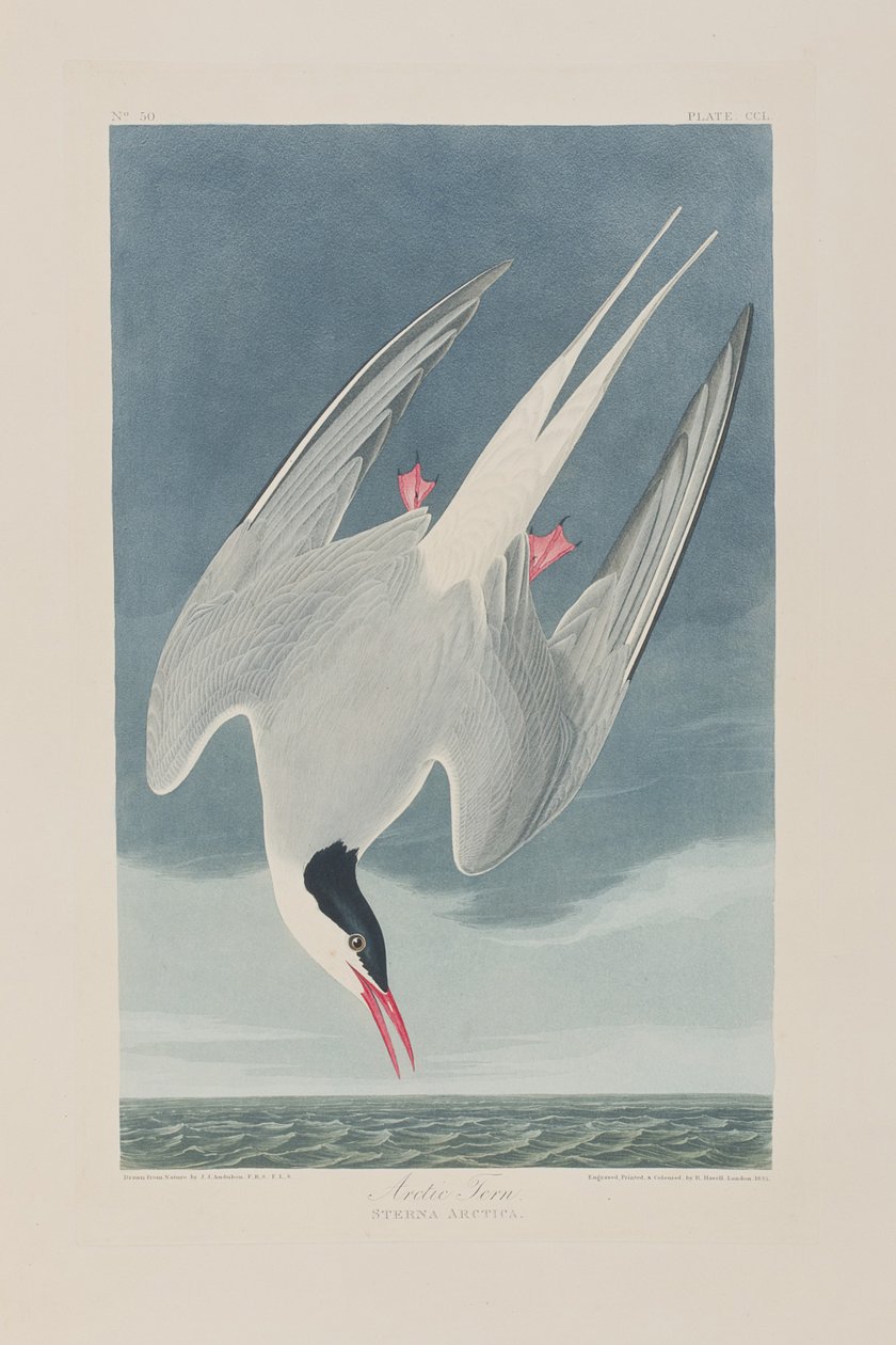 Kuvitus elokuvasta "Birds of America" tekijältä John James Audubon