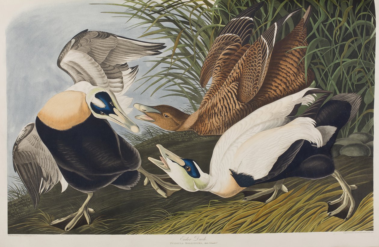 Kuvitus elokuvasta "Birds of America" tekijältä John James Audubon