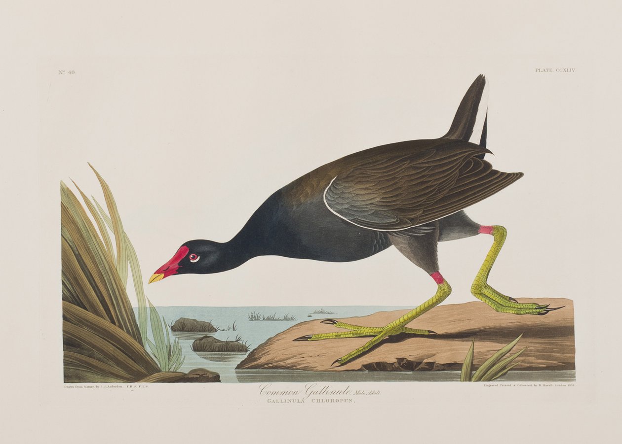 Kuvitus elokuvasta "Birds of America" tekijältä John James Audubon
