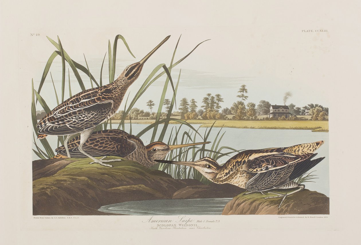 Kuvitus elokuvasta "Birds of America" tekijältä John James Audubon