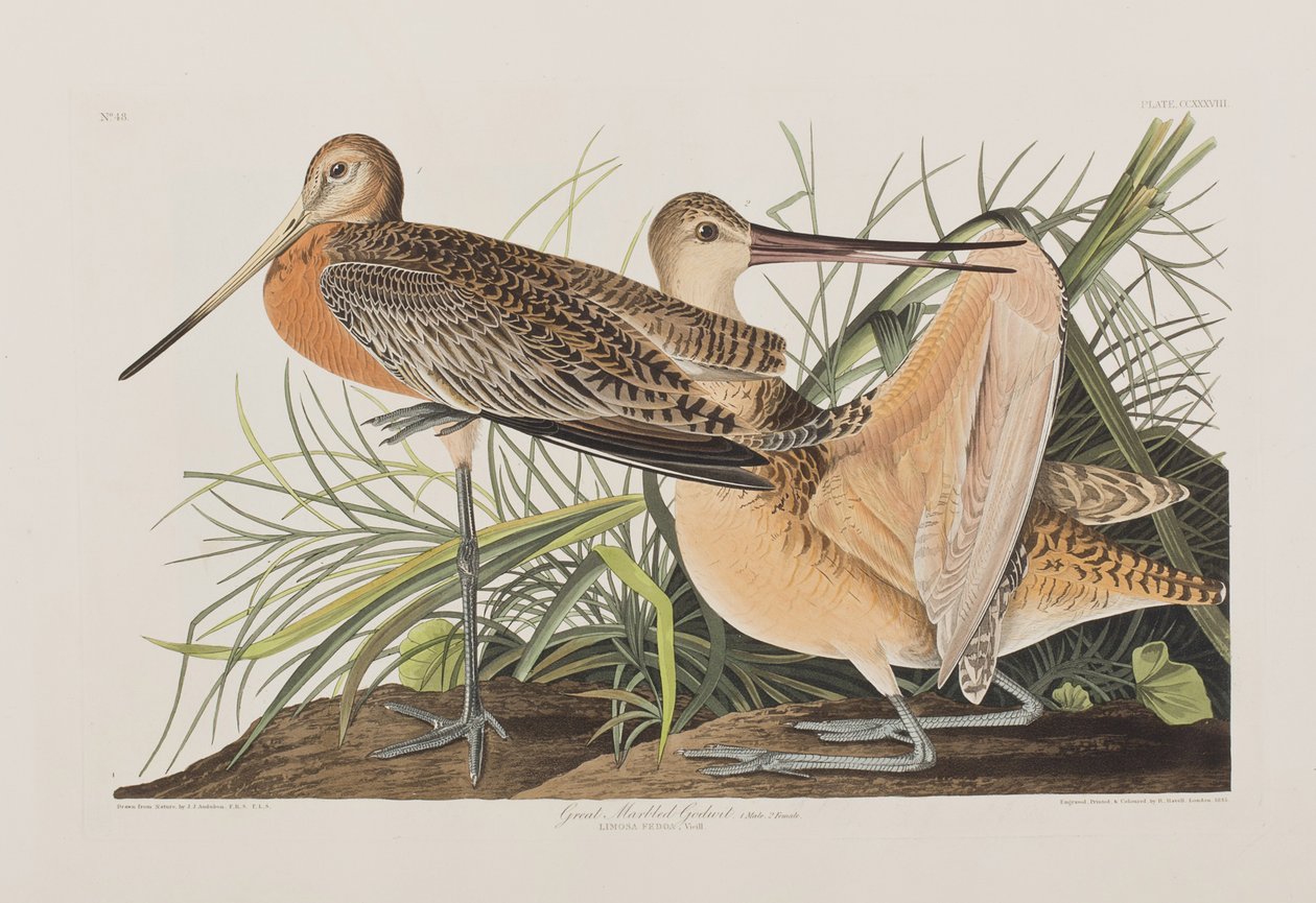 Kuvitus elokuvasta "Birds of America" tekijältä John James Audubon