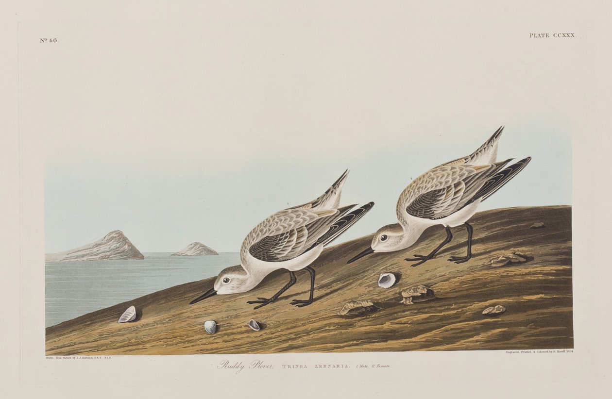 Kuvitus elokuvasta "Birds of America" tekijältä John James Audubon