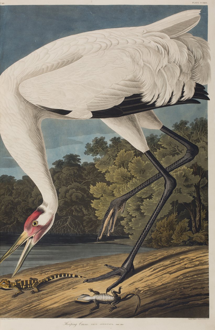 Kuvitus elokuvasta "Birds of America" tekijältä John James Audubon