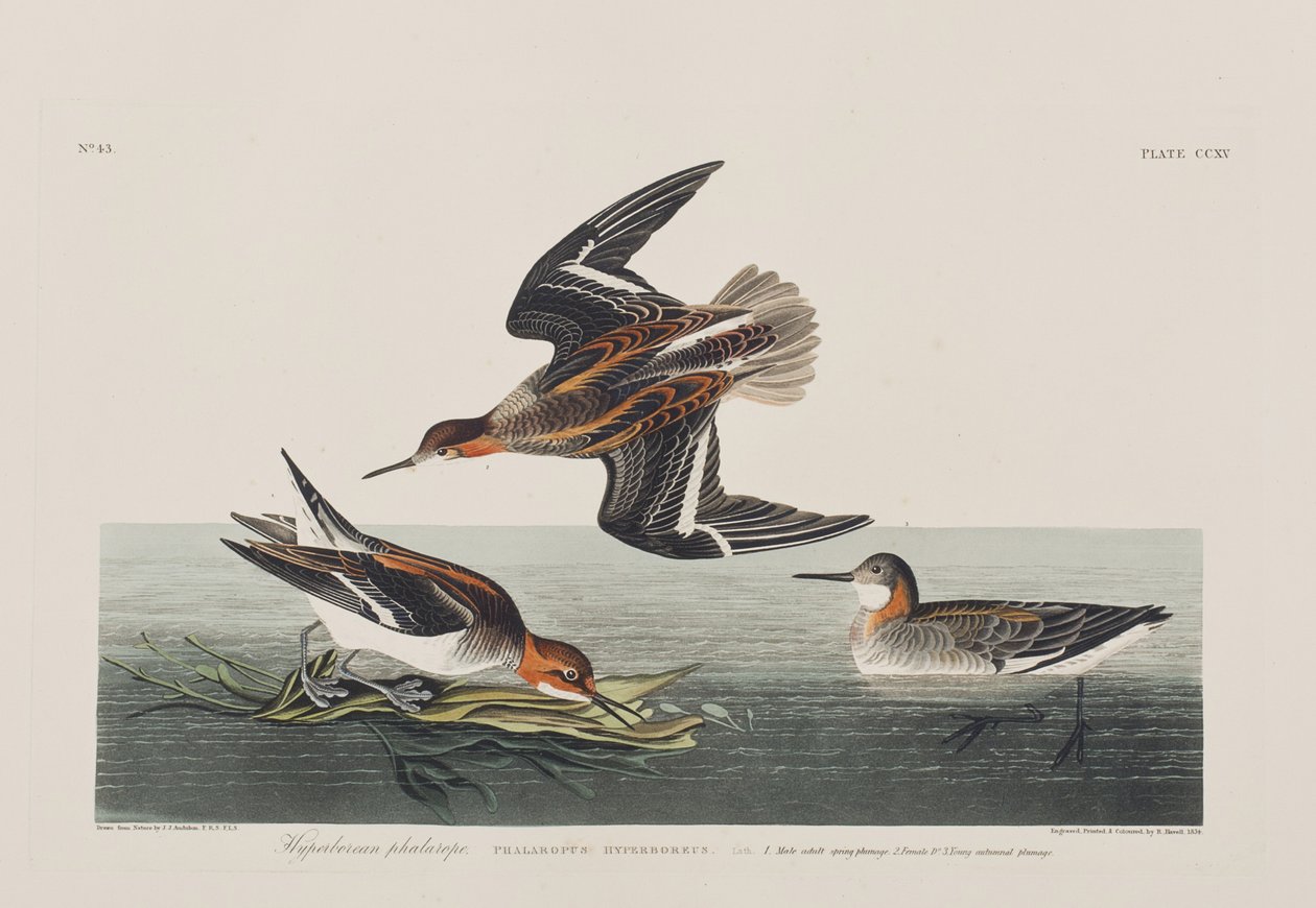 Kuvitus elokuvasta "Birds of America" tekijältä John James Audubon