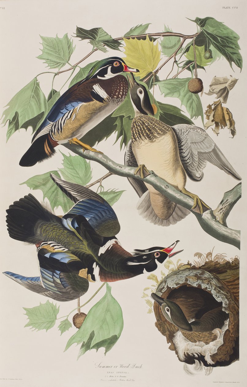 Kuvitus elokuvasta "Birds of America" tekijältä John James Audubon