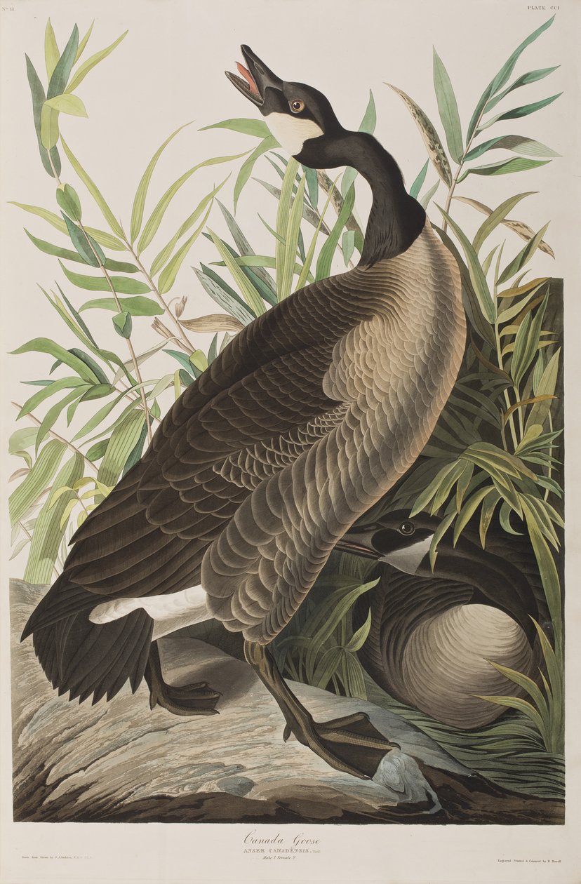 Kuvitus elokuvasta "Birds of America" tekijältä John James Audubon