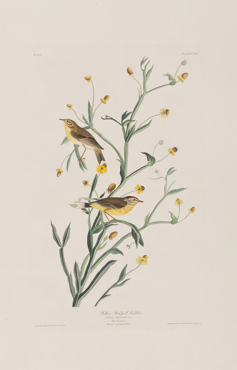Kuvitus elokuvasta "Birds of America" tekijältä John James Audubon