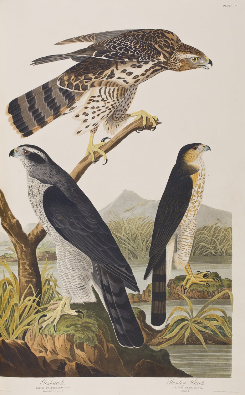 Kuvitus elokuvasta "Birds of America" tekijältä John James Audubon