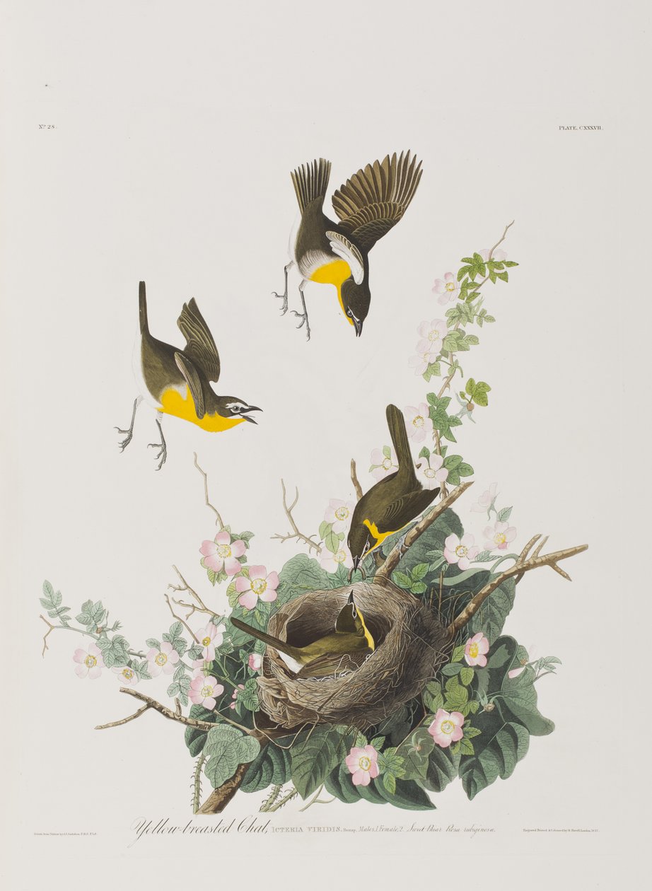 Kuvitus elokuvasta "Birds of America" tekijältä John James Audubon