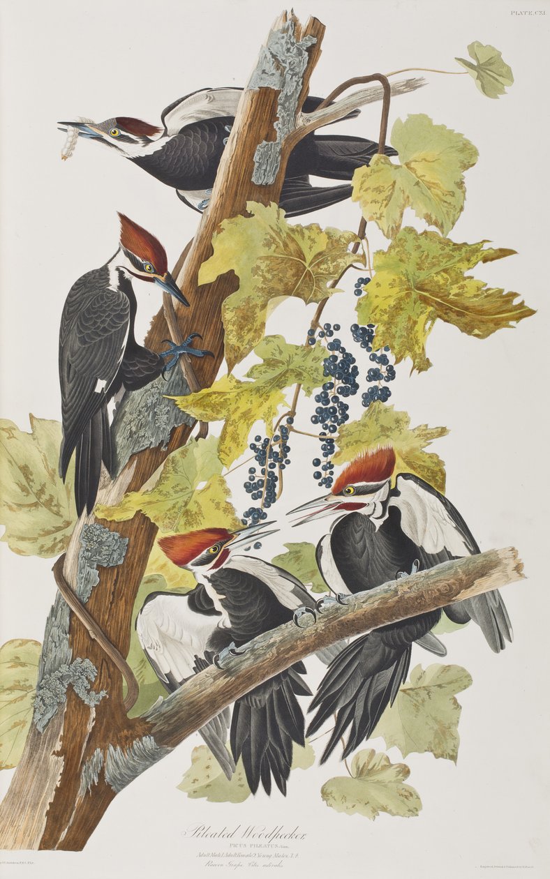 Kuvitus elokuvasta "Birds of America" tekijältä John James Audubon