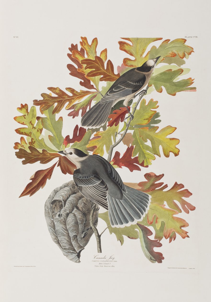 Kuvitus elokuvasta "Birds of America" tekijältä John James Audubon