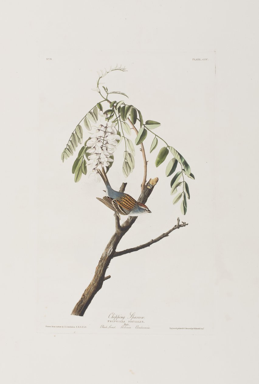 Kuvitus elokuvasta "Birds of America" tekijältä John James Audubon