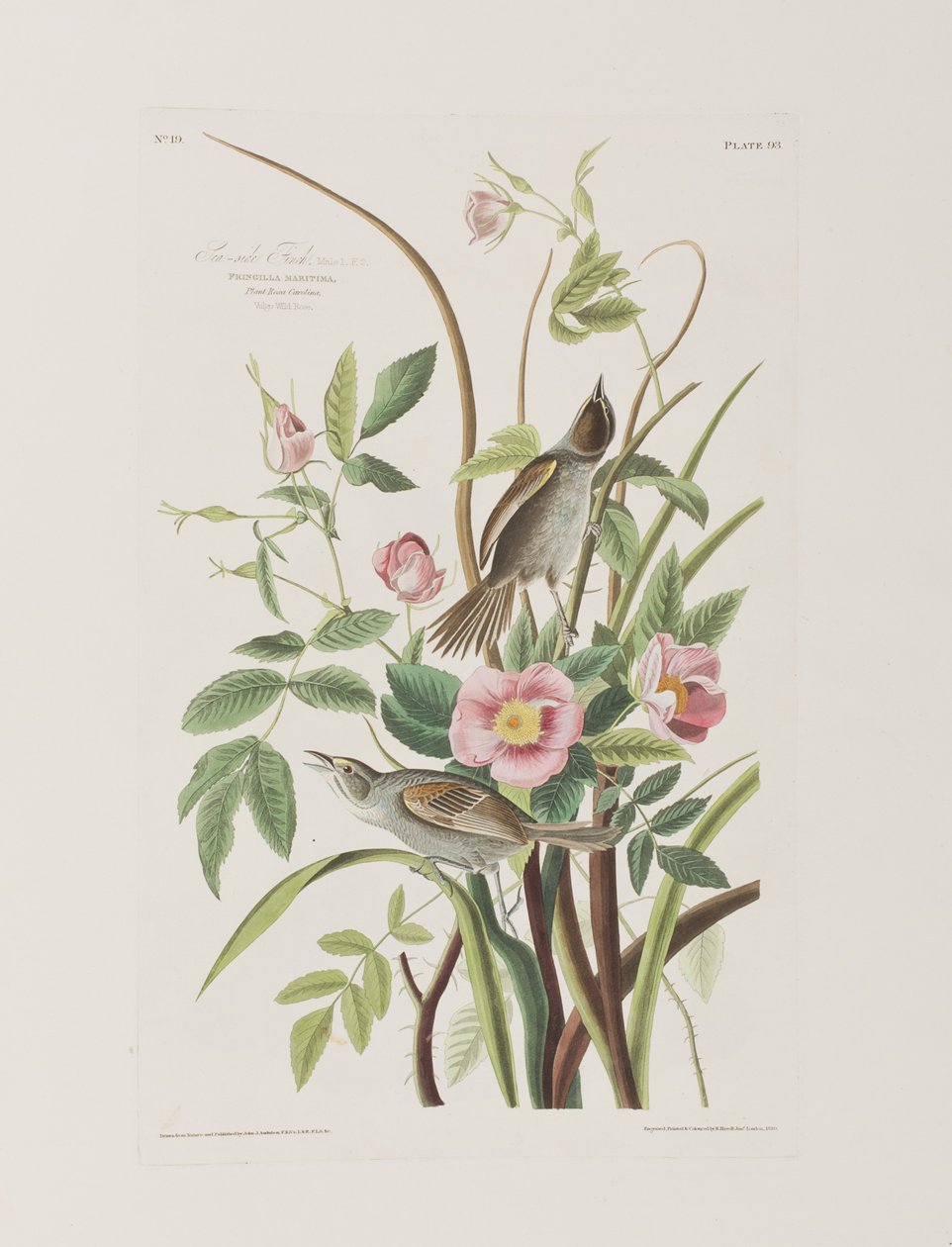 Kuvitus elokuvasta "Birds of America" tekijältä John James Audubon