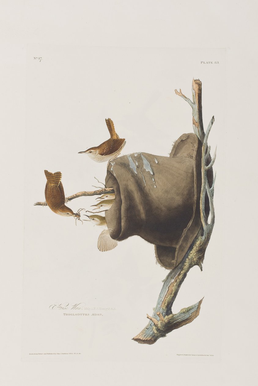 Kuvitus elokuvasta "Birds of America" tekijältä John James Audubon