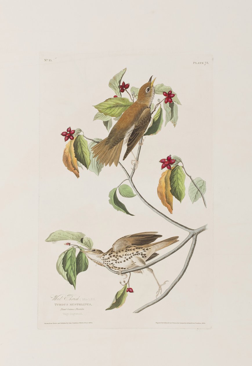 Kuvitus elokuvasta "Birds of America" tekijältä John James Audubon
