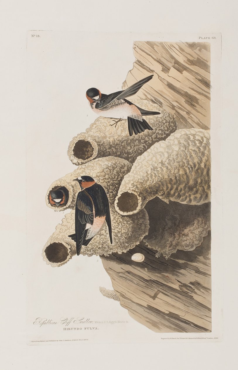 Kuvitus elokuvasta "Birds of America" tekijältä John James Audubon
