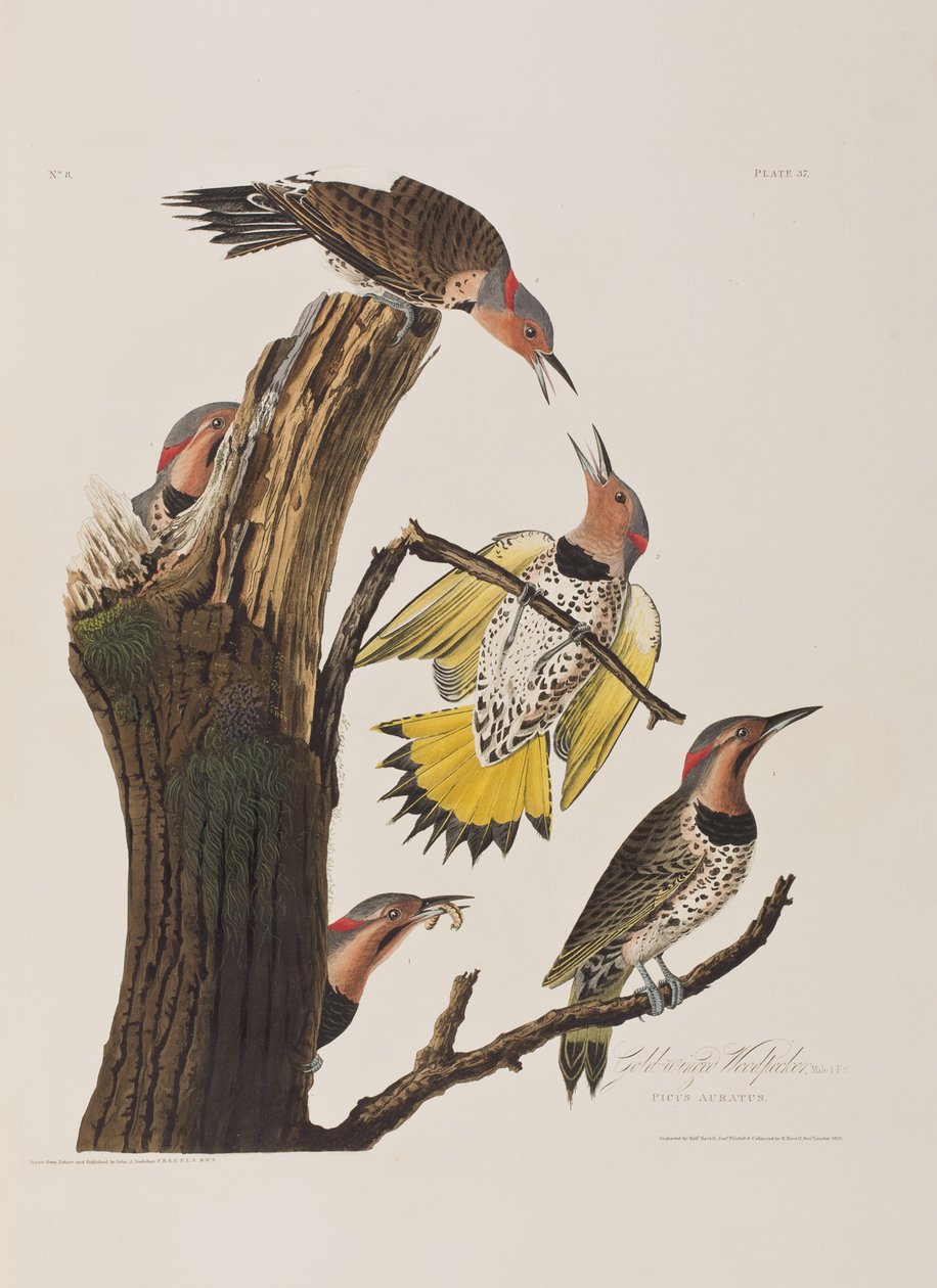 Kuvitus elokuvasta "Birds of America" tekijältä John James Audubon
