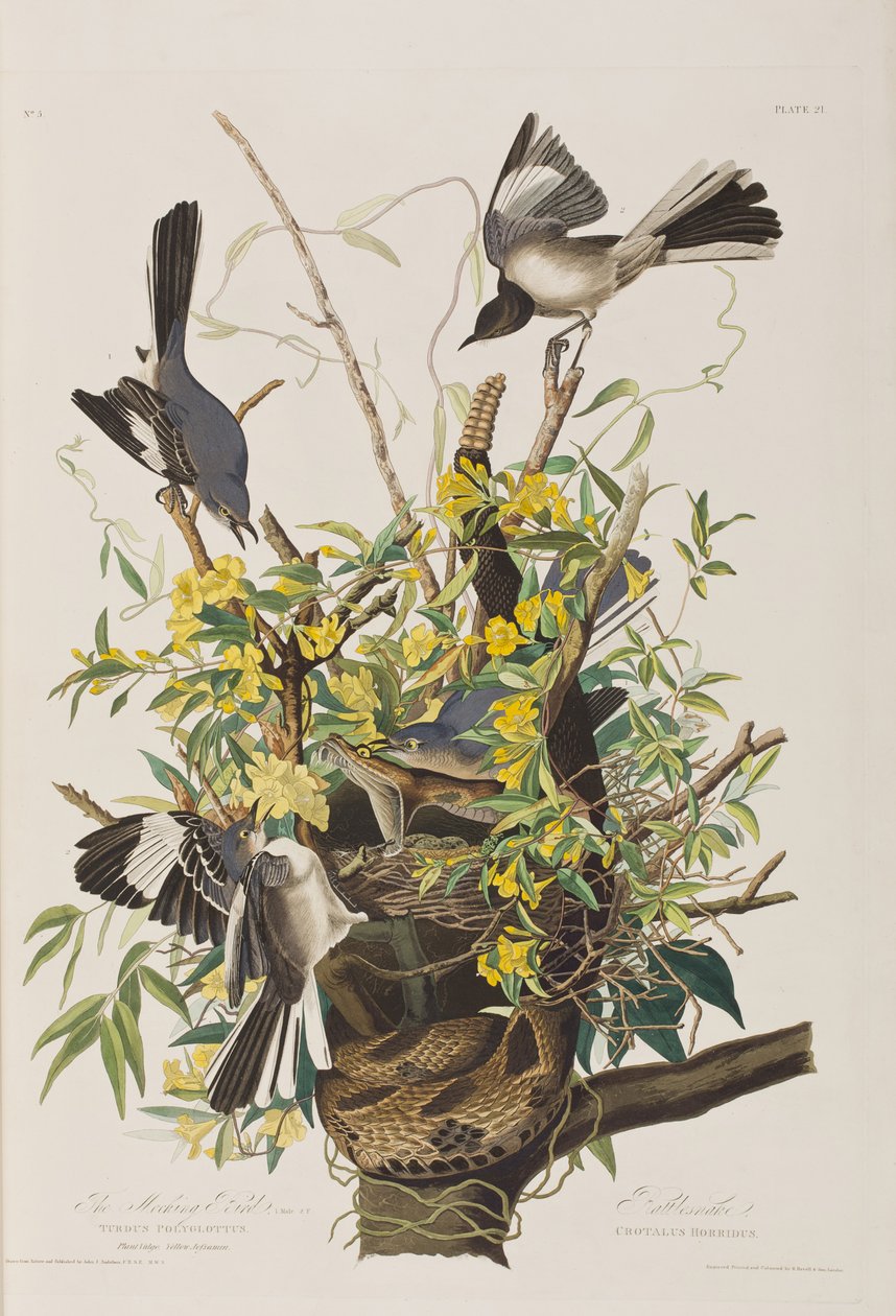 Kuvitus elokuvasta "Birds of America" tekijältä John James Audubon