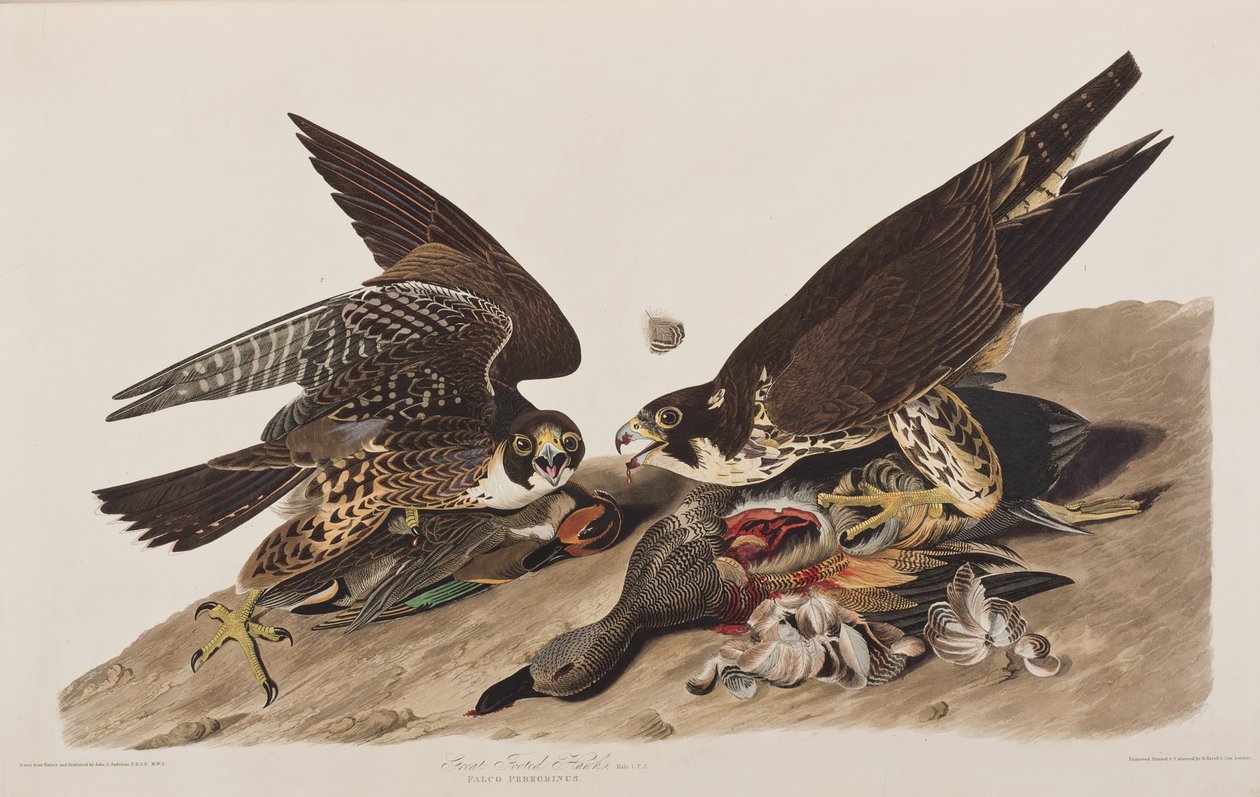 Kuvitus elokuvasta "Birds of America" tekijältä John James Audubon