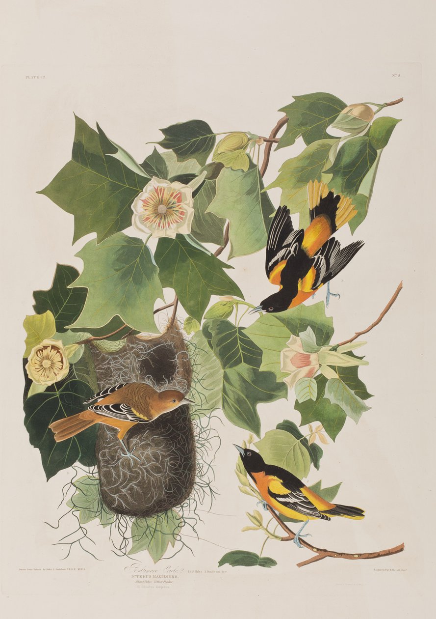 Kuvitus elokuvasta "Birds of America" tekijältä John James Audubon