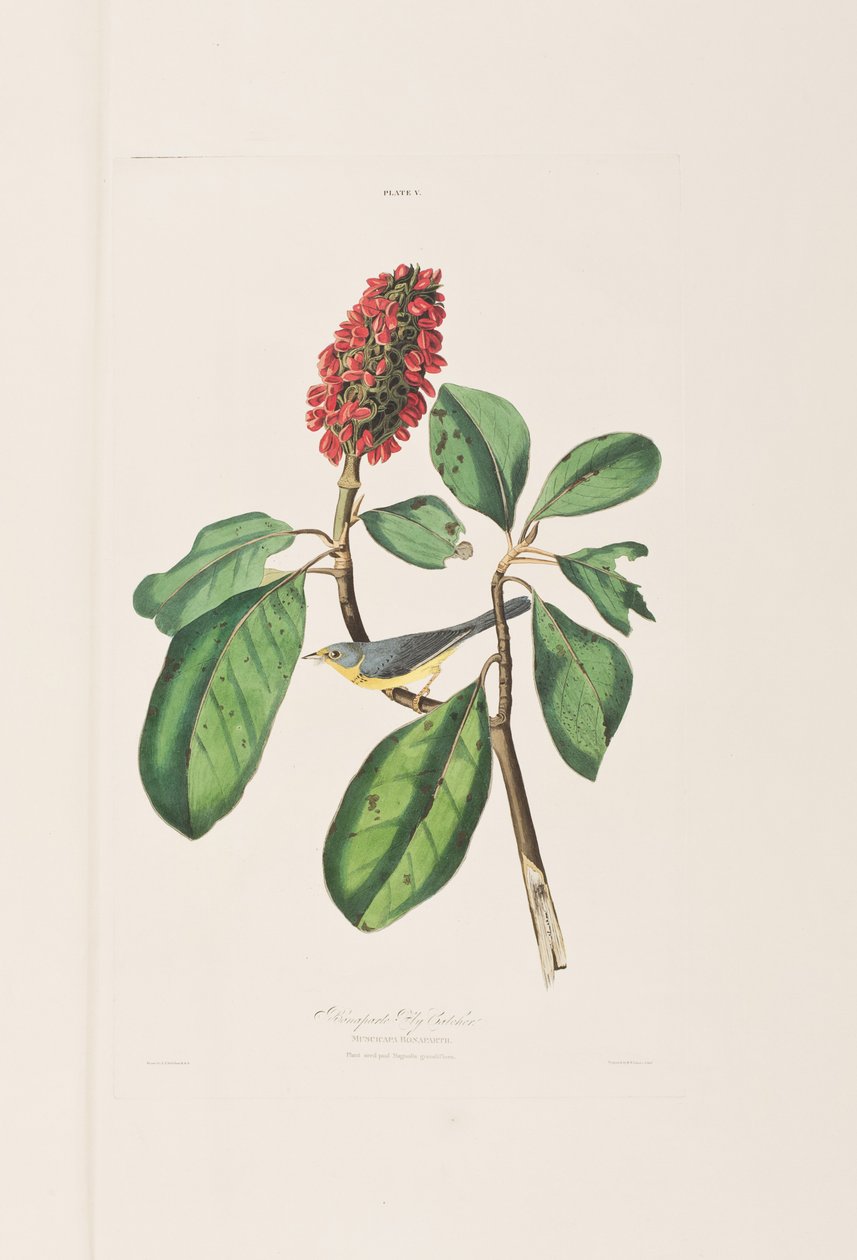 Kuvitus elokuvasta "Birds of America" tekijältä John James Audubon