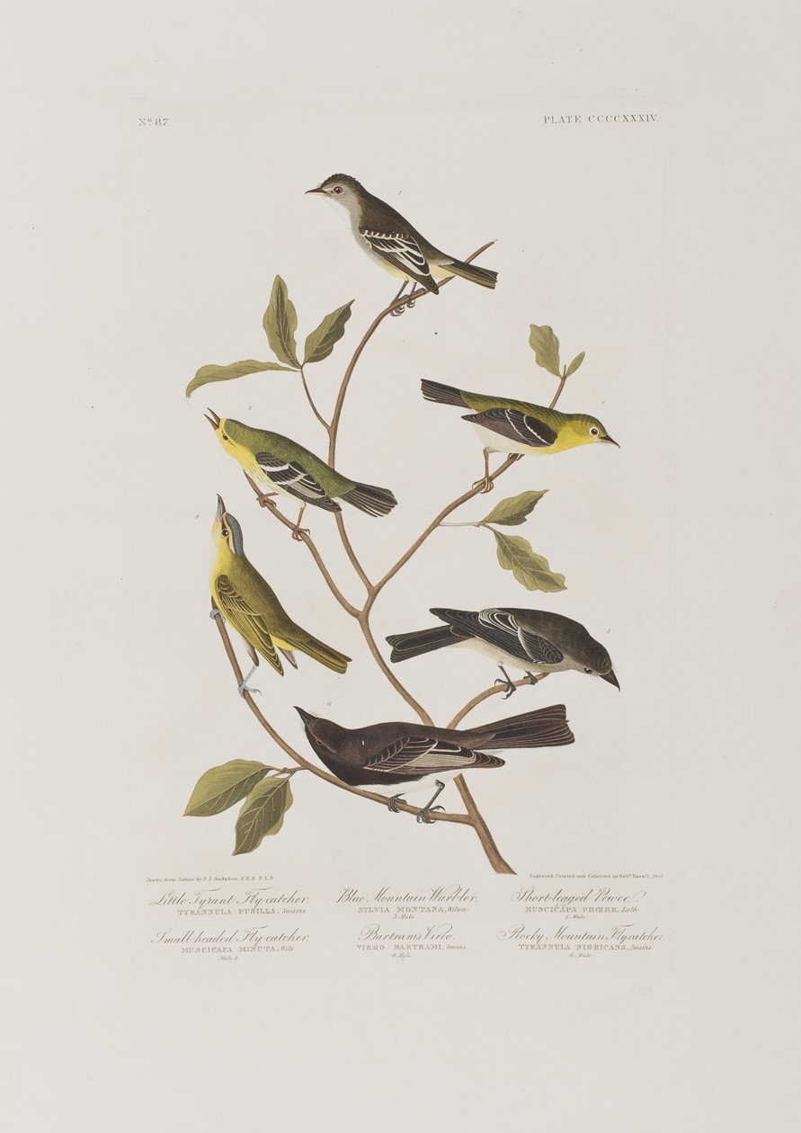 Kuvitus elokuvasta "Birds of America" tekijältä John James Audubon