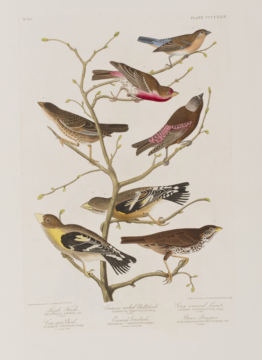 Kuvitus elokuvasta "Birds of America" tekijältä John James Audubon