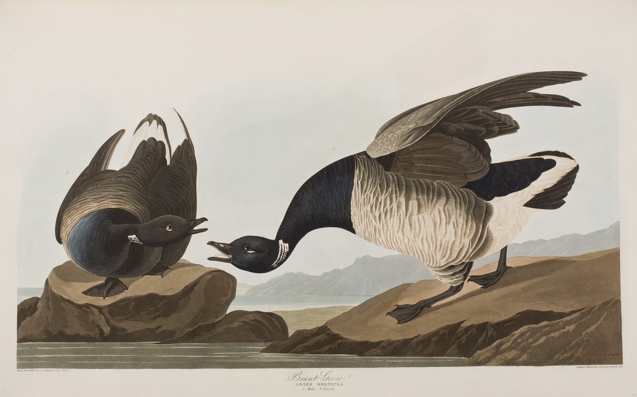 Kuvitus elokuvasta "Birds of America" tekijältä John James Audubon