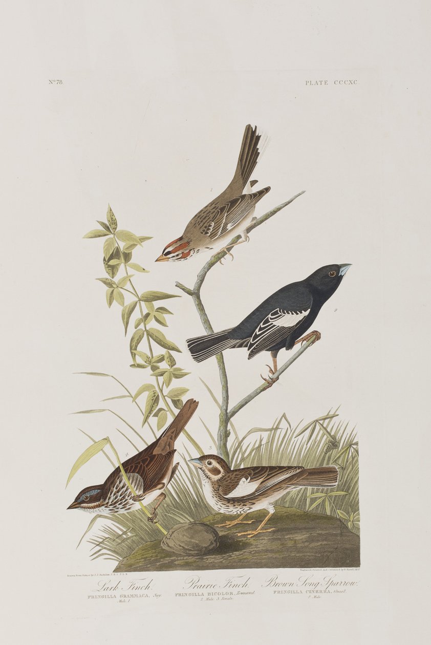 Kuvitus elokuvasta "Birds of America" tekijältä John James Audubon